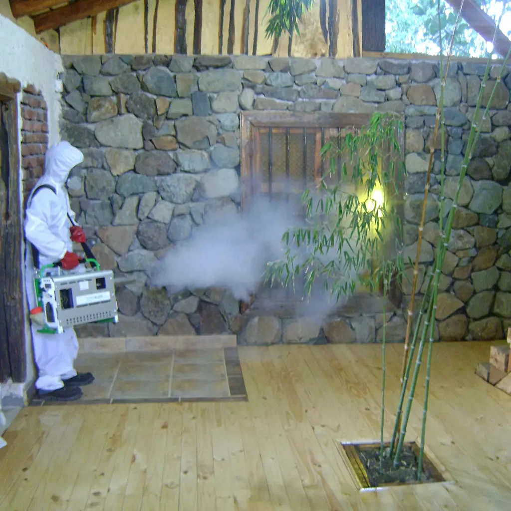 imakoy-2